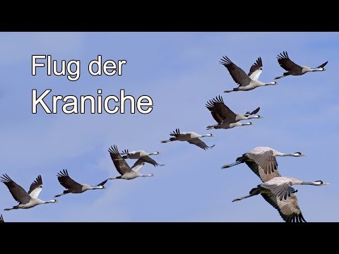Video: Wo Fliegen Die Kraniche