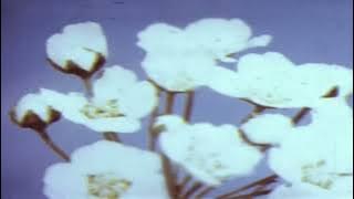 Miraidempa - Unslept (Loop extended 1 Hour)