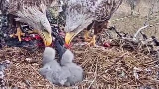 Merikotkas~Eve and Eerik are feeding their eaglets~10:47  am 2021/05/08