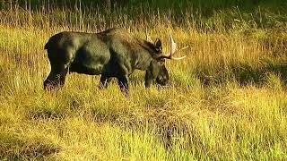 Bull Moose eating grass close up