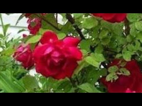  Tips  Dan Cara  Menanam Bunga  Kertas Cepat  Berbunga  YouTube