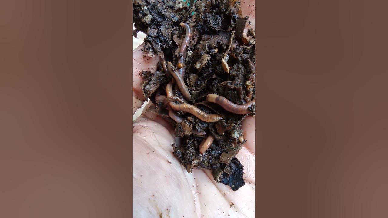European night crawler #worms #wormcomposting #wormfarm 