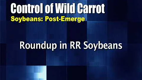 Weed of the Week #556 (From Ag PhD #556 11/30/08)