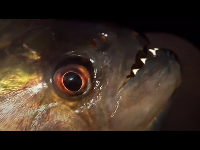 Vicious Piranha Moments | BBC Earth class=