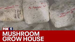 'Magic' mushrooms bust in Clayton County | FOX 5 News by FOX 5 Atlanta 2,932 views 4 days ago 2 minutes, 10 seconds