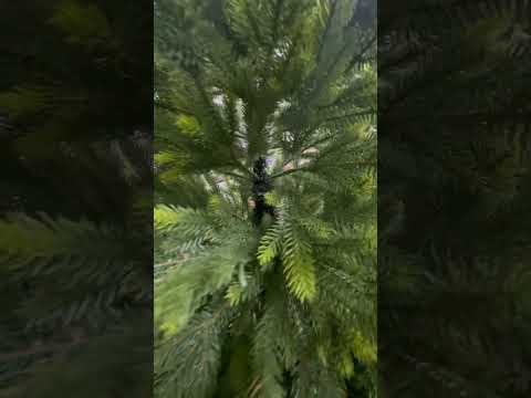 Магазин RemixVL: Видео обзор Елка новогодняя 180 см Силиконовая искусственная №007