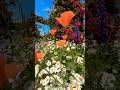 The Flower Fields, Carlsbad, California  #flowerfields #carlsbad #shorts  #flowers