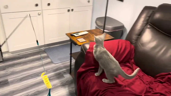 Video 11845321: russian blue cat, cat cutecat