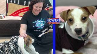 Two weeks after taken in by Centre County animal shelter pups ready for next step WTAJ