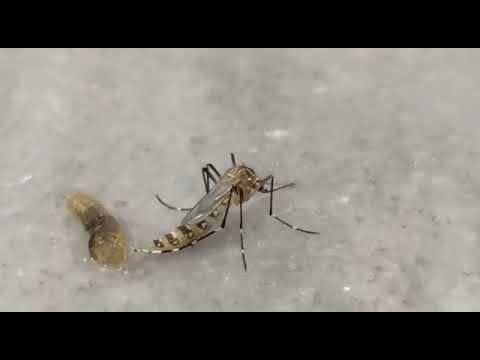 Aedes Aegypti (Killer #Dengue mosquito): Pupae to Adult n my lab