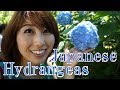 Japanese Ajisai (hydrangeas) in Kamakura / 鎌倉の姫あじさい♪