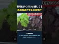 肥料をまくだけは損してる 成長を加速させる土寄せの術