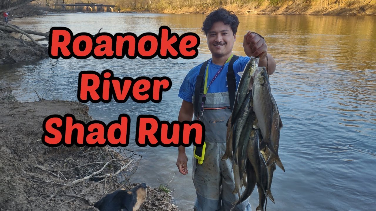 2023 Roanoke River Shad Run has Begun Weldon Boat Ramp / Shad Fishing