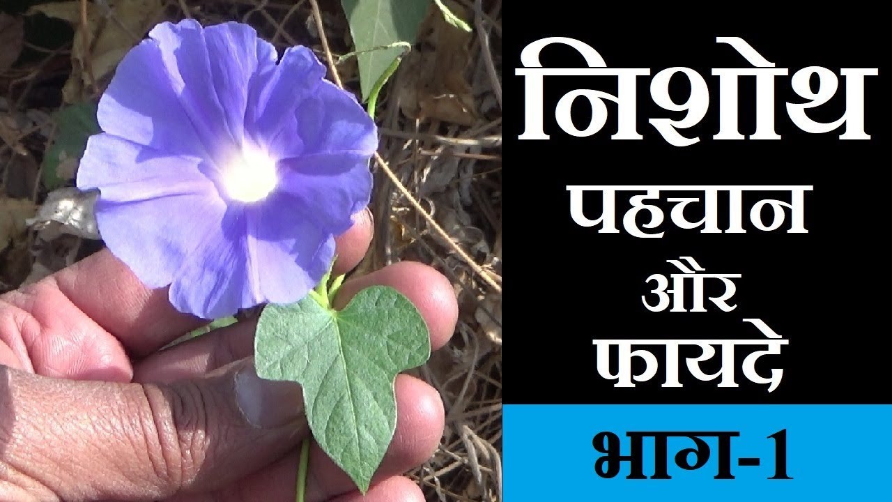 निशोथ पहचान और फायदे भाग-1 │Benefits- Nishoth, Ipomoea Turpethum, Operculina turpethum, Indian Jalap