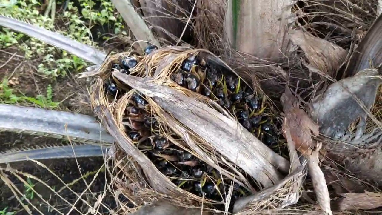 Update 10 Juli 2025,Topaz 3 usia 23 bulan di lahan gambut 