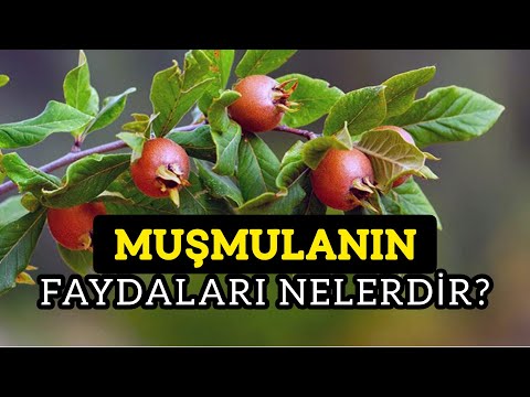 Muşmulanın Faydaları Nelerdir? | Muşmula Nasıl Tüketilir? | Töngel Nedir?