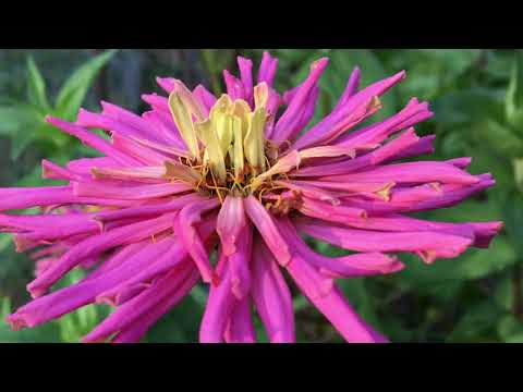 Vidéo: Kentucky Summer Flowers : Cultiver des fleurs dans des jardins d'été chauds