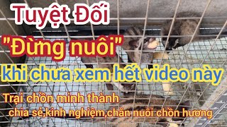 Đừng bỏ việc để về nuôi chồn hương khi chưa xem hết video này Trại chồn minh thành