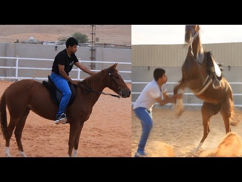 تحول فرس شرسة وخائفة إلى فرس متطمنة وهادئة عليا الحلقة الثالثة