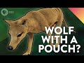 The Possum That Turned Into a Wolf and Then Went Extinct (the Story of the Thylacine)