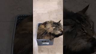 The Smallest Box that Moss tried out #norwegianforestcat