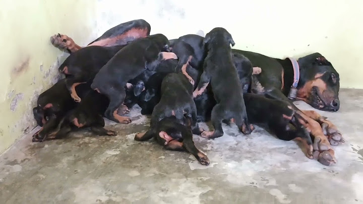 Doberman puppies for sale in rochester mn