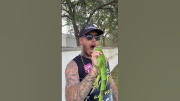 Easy Way To Catch Iguanas By Hand!