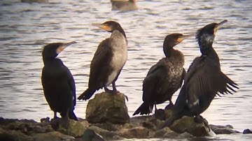 LeightonMoss Digiscope