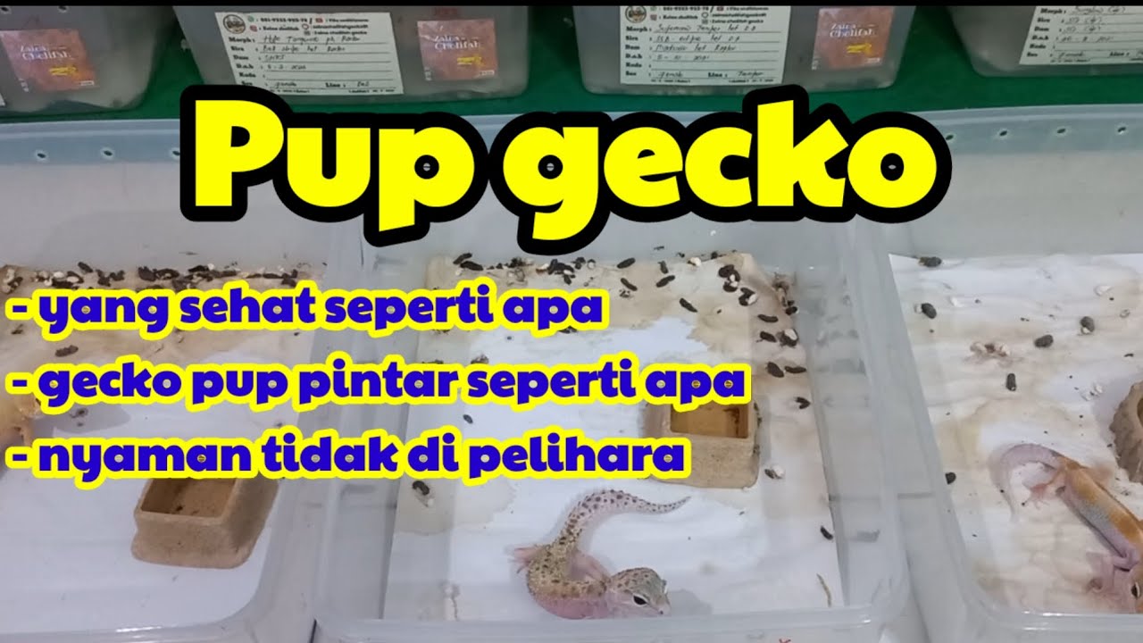 PUP GECKO YANG BAIK DAN SEHAT KAWANKU
