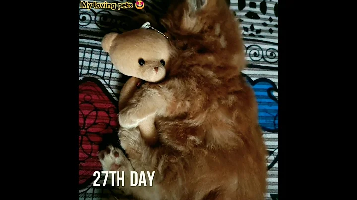 Watch the video about Persian cats growing up part 4 | Persian cute kittens | #shorts #cat #kitten #catlover #persiancat