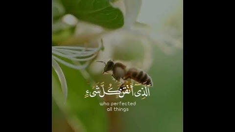 اجمل تلاوة رائعة جميلة🌿 #سورة_النمل حالات واتساب مقاطع دينية قصيرة🌹🍃