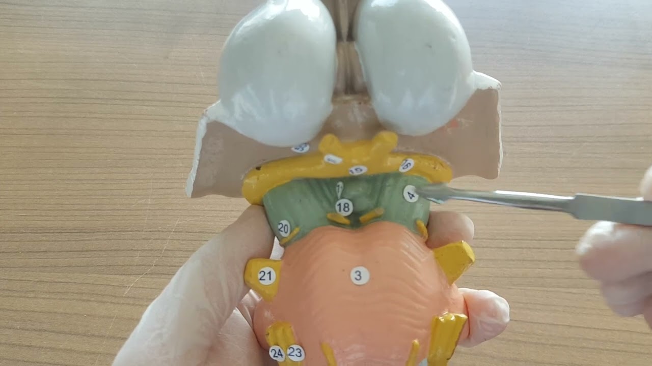 Mesencephalon Anatomisi