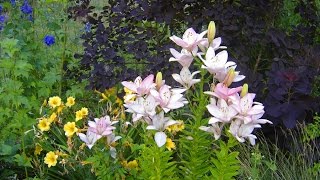 Famous Consider the Lilies, performed by Elektra Women's Choir Profile