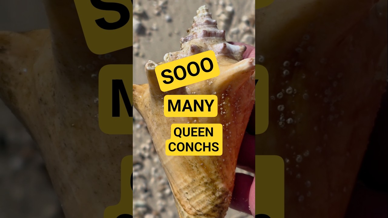 Уединенный пляж, полный морских ракушек 🤙 