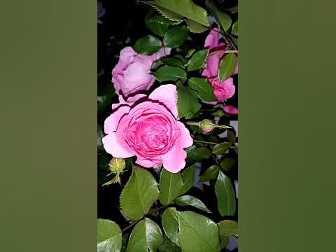 18 июля 2021 г. Роза плетистая Пинк Клауд. - YouTube
