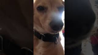 Meet my dog Charlie - I think he's broken