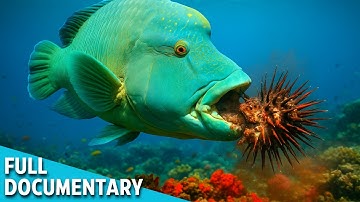 ROTTING SEAS | How Dead Things Power the Ocean’s Killers