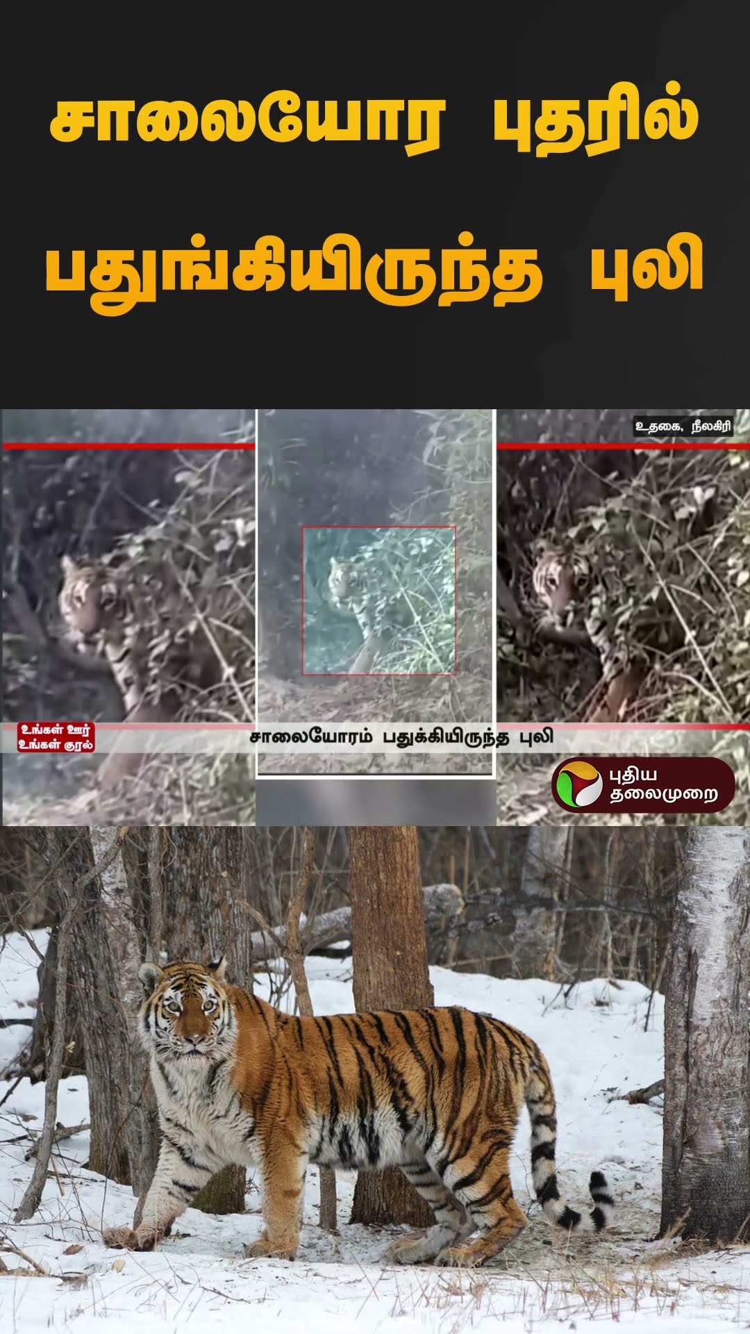சாலையோர புதரில் பதுங்கியிருந்த புலி | #nilgiris | #tiger | #shorts