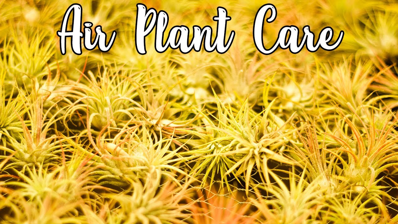 AIR PLANT CARE IN A DRY CLIMATE / JoyUsGarden