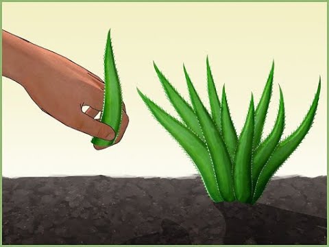 Video cách trồng nha đam bằng lá - trồng nha đam từ cây con... - youtube