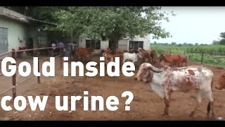 Indian scientists find traces of gold inside cow urine