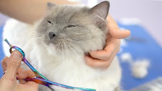 Как насчет этого милого кота, пока его чистят🐱❤️