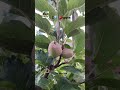 Z1 apple verity #z1apple #sebwalafarm #appleorchard #applefarming #fruit #himachal  #appleplant