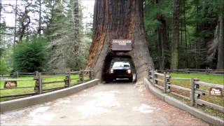 Leggett's world famous drive-thru tree leggett is located on the south
fork of eel river in mendocino county, about 80 miles north hopland
and 90 mile...
