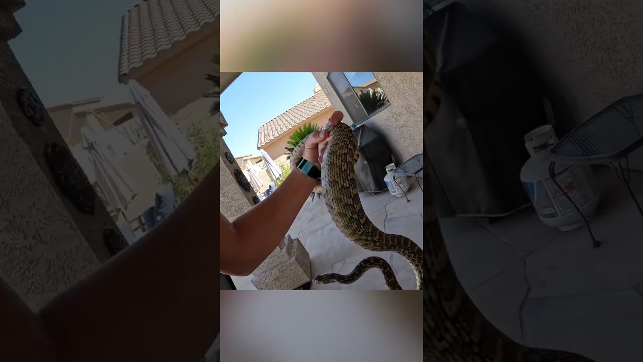 Gophersnake Eats Baby Rabbits!