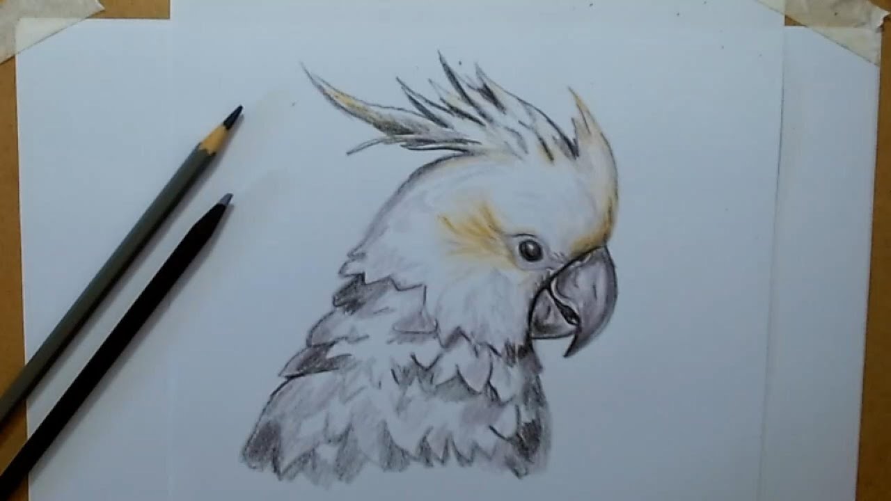 como desenhar uma CACATUA