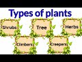 Types of plants | Types of plants for kids | herbs | Climbers | Different types of of tree | Shrubs