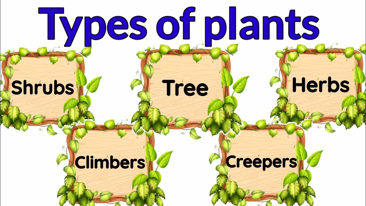 Types of plants  Types of plants for kids  herbs  Climbers  Different types of of tree  Shrubs