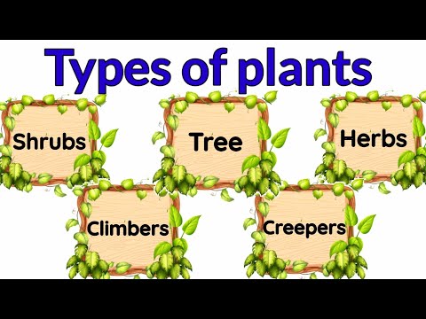वीडियो: 4 विभिन्न प्रकार के पौधे कौन से हैं?