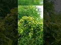 Beauty of Nature 🌿❤️🫵 #shortsfeed #bolleywoodsong #nature #shortsviral #love #dhadak #bolleywood